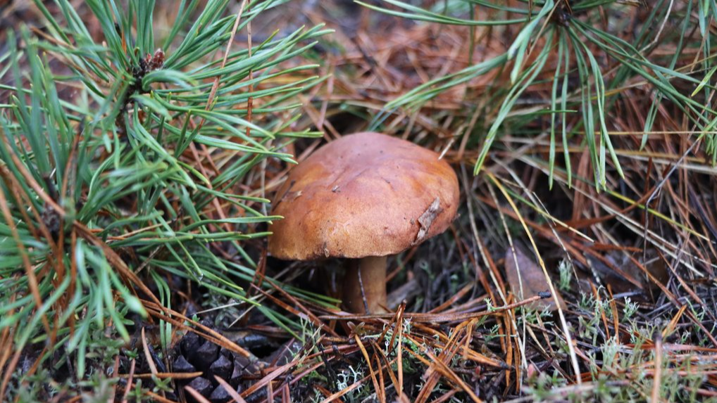 Від зелениць до польських: у грудні в лісах на Волині ростуть їстивні гриби