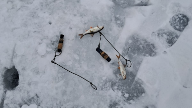 Рейди у Шацькому нацпарку: інспектори вилучили десятки заборонених пасток