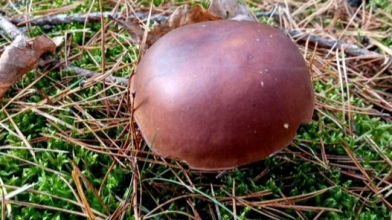 Кінець сезону: які гриби можна знайти в листопаді у волинських лісах