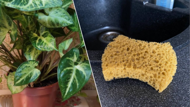 Як губка для посуду рятує вазони і в 1,5 раза продовжує їх цвітіння