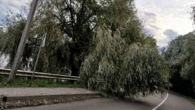 У Луцькому районі негода зламала одну з найстаріших верб