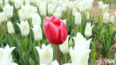 Весняне потепління та сонце: якою буде погода на Волині з 7 по 9 березня