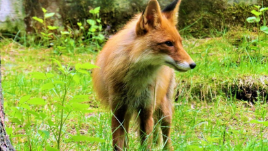У Луцьку знайшли трупи лисиць: що кажуть ветеринари