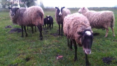 У волинському селі відроджують вівчарство