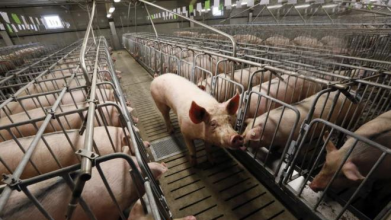 На Волині збудують свинокомплекс на 10 тисяч голів