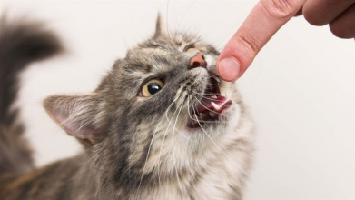 На Волині домашній кіт покусав власника, у селі запровадили карантин через сказ