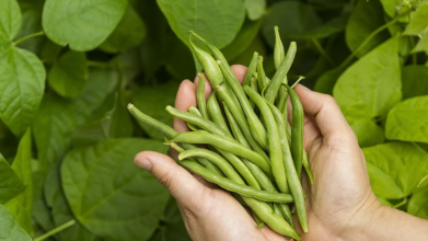 Коли після Великодня садити квасолю у відкритий ґрунт: найкращі дні у другій половині квітня 2026