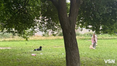 «Вишкірив зуби і був готовий нападати»: у Луцьку бояться агресивних безпритульних собак