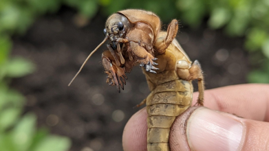 Як захистити город від ведмедки без хімії