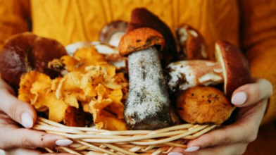 Як правильно сушити гриби, щоб вони довго зберігалися