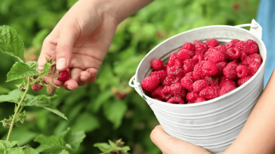 Що не можна садити біля малини