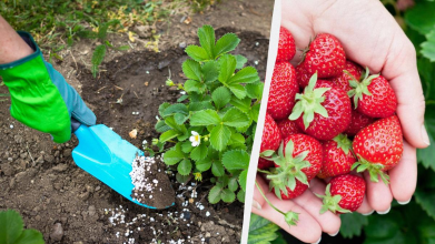 Не тільки золою: чим підживити полуницю під час цвітіння для щедрого врожаю