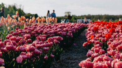 Коли стартує фестиваль тюльпанів у «Волинській Голландії»: назвали орієнтовні дати