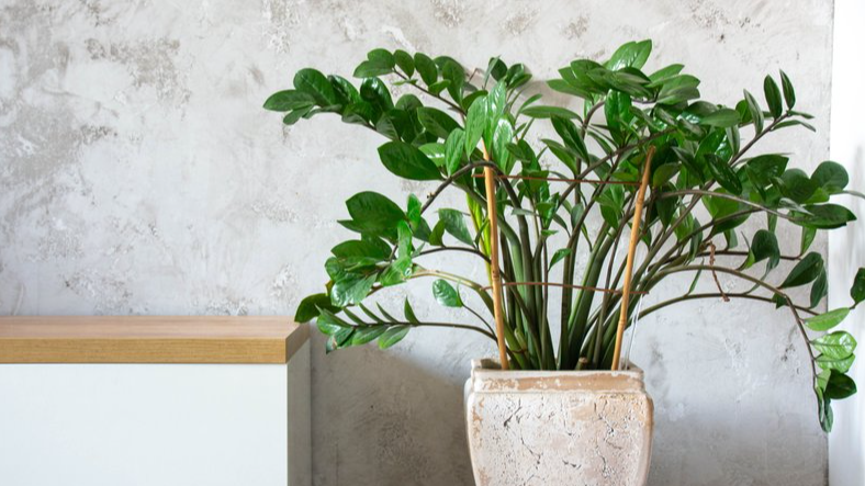 Заміокулькас не росте: як підживити, щоб доларове дерево випустило багато нових пагонів