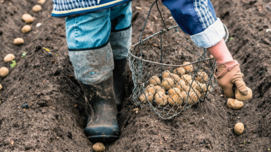 Які сорти картоплі садити до Великодня, а які після: про це знають не всі городники