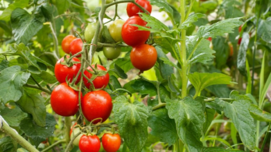 Коли сіяти помідори на розсаду: найкращі дні у лютому і березні 2026 року