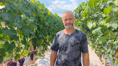 50 сортів винограду на п’яти сотках: як волинянин створив свій «маленький Крим»