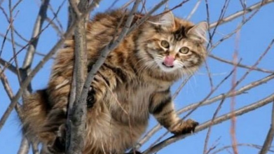 На Волині запровадили карантинні обмеження через сказ у кота