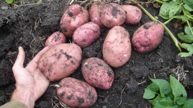 Не встигнеш до травня — залишишся без картоплі: які сорти посадити на городі вже зараз