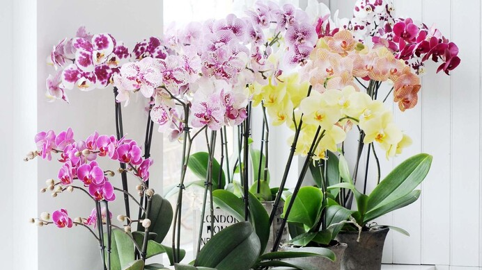 Молоко для орхідей: секрет яскравих квітів у домашніх умовах