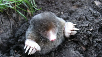 Як вивести кротів з городу у березні без хімії: простий і дієвий метод