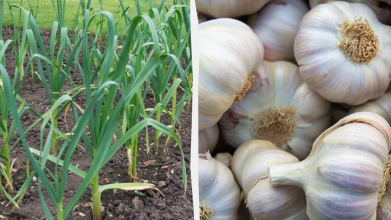 Чому жовтіє часник навесні і що з цим робити