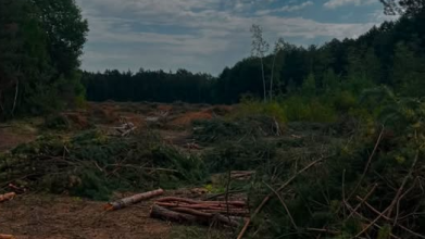 На Волині незаконно вирубали ліс на понад 7 мільйонів гривень