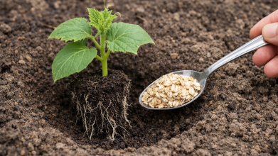 Додайте це при посадці — і огірки не встигатимете збирати