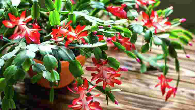 Як примусити різдвяник квітнути взимку: найефективніші поради