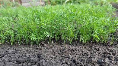 Як швидко проростити кріп: секрети замочування насіння у горілці