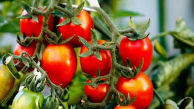 сорти ранніх помідорів