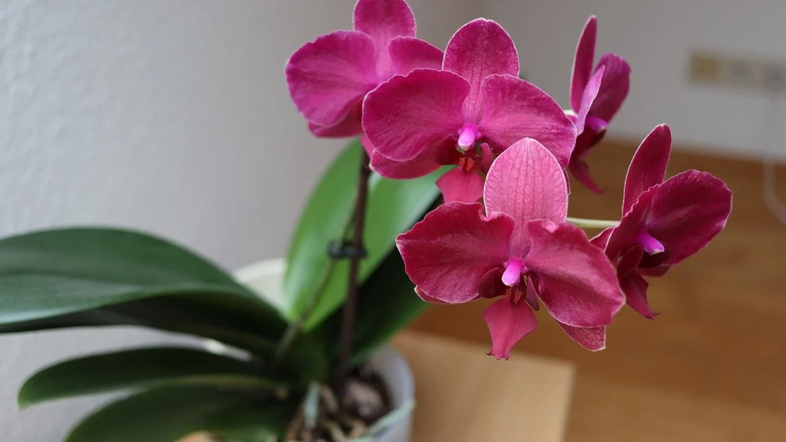 Простий домашній засіб, який змусить орхідею знову цвісти