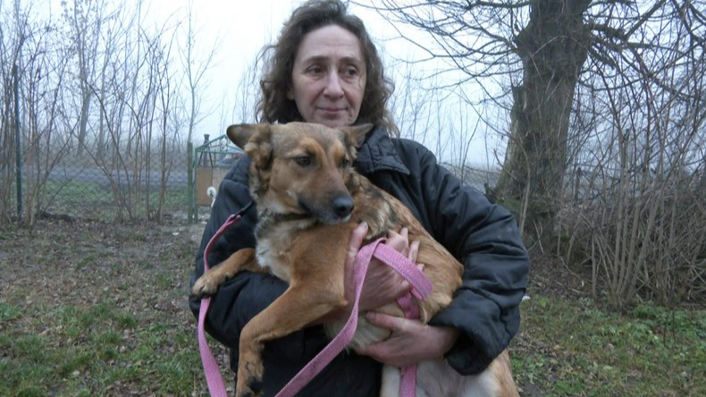 Волонтерка з Волині допомагає прилаштовувати собак з прифронтових територій