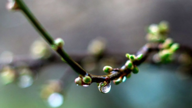 Потепління з «сюрпризом»: якою буде погода 13 квітня в Україні