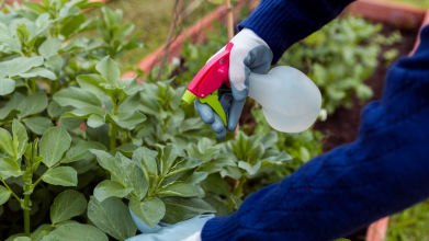 Обприскайте цим сад і город в березні — і попелиця навіть не прокинеться