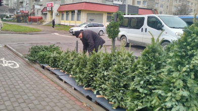 У Луцьку вже можна купити ялинку. Скільки коштують хвойні дерева до свят