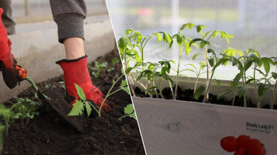 Розсада зупинилася в рості: три підживлення для швидкого відновлення