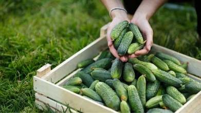 Як виростити великий врожай огірків