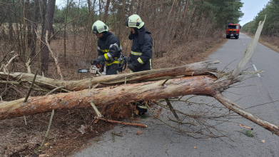 У Луцькому районі дерево впало на дорогу. Фото