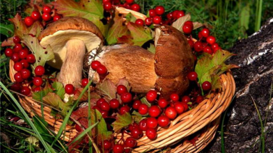 Потенційно небезпечні місця: де на Волині заборонено збирати гриби та ягоди