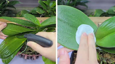 Як картопля допомагає орхідеї зацвісти