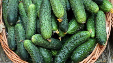 найкращі сорти огірків