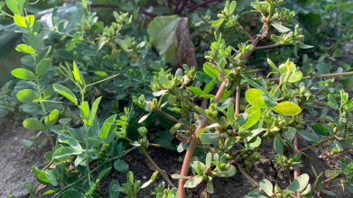 Як в березні позбутися портулаку на городі: найдієвіші поради, які дійсно працюють