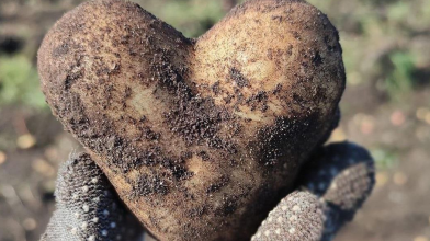 Незвичний урожай: на Волині викопали картоплину у формі серця