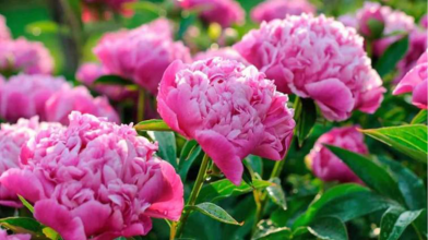 Півонії зацвітуть так, що заздрити будуть усі сусіди: як підживити квіти у квітні