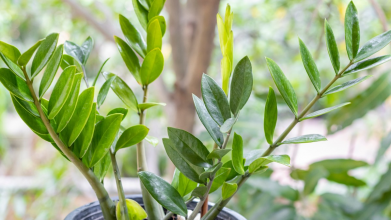 Як підживити заміокулькас: доларове дерево випустить нові пагони один за одним