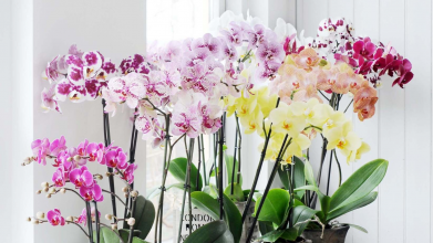 Секрет пишного цвітіння: чим підживити орхідею без хімії