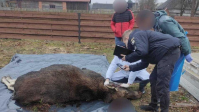 На Волині чоловік вбив вагітну самку лося: як його покарали