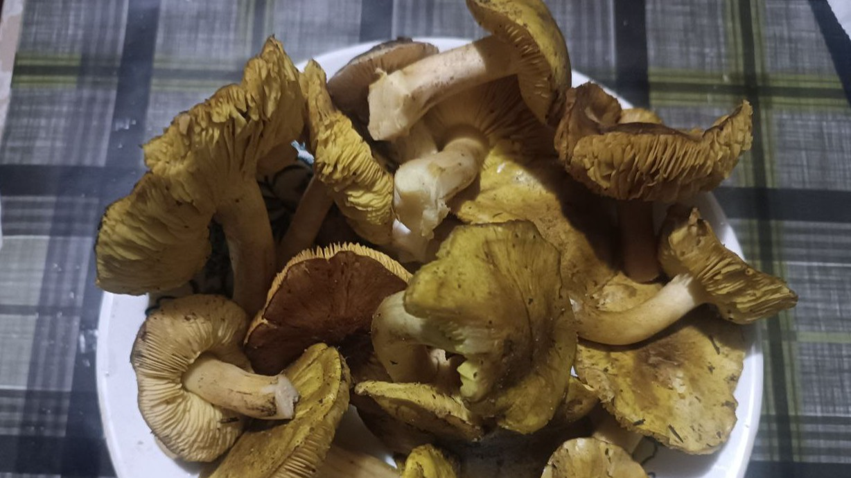 У лісах на Волині навіть у грудні збирають гриби