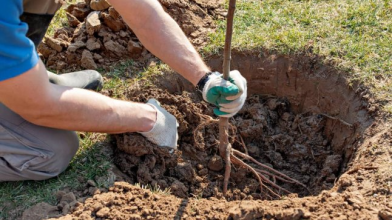 Оновлення саду у березні